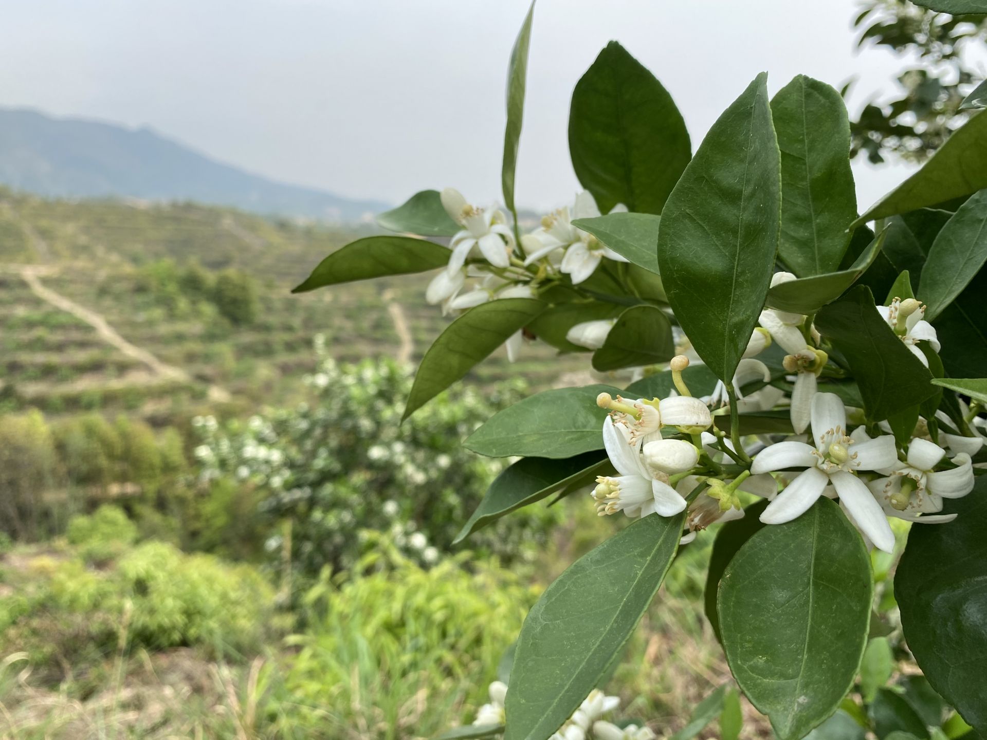 【果园动态】又见脐橙花开！